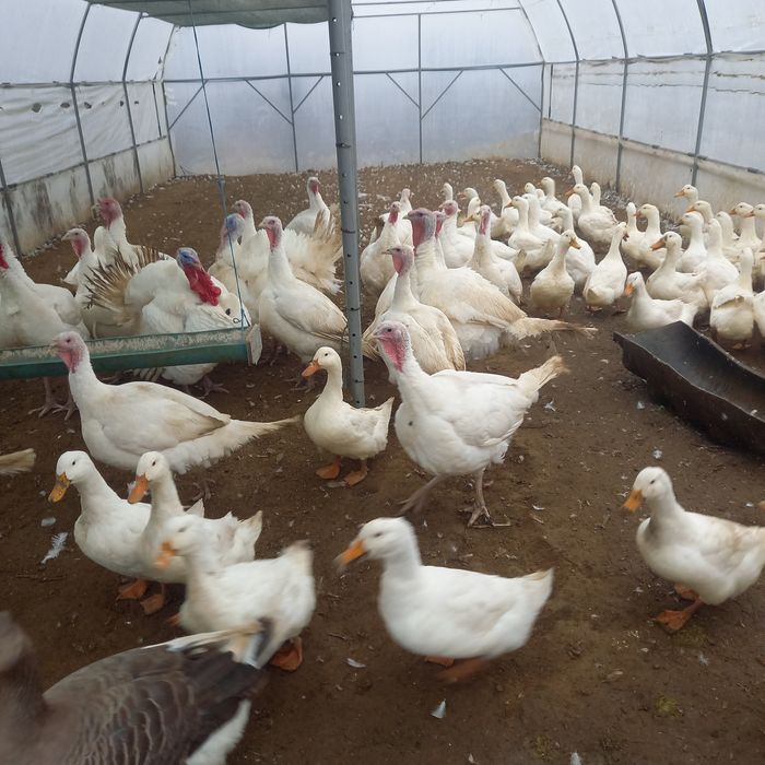 Curcani și curci de vânzare