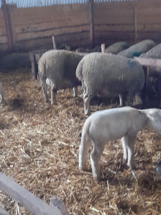 Vând oi Ile de France