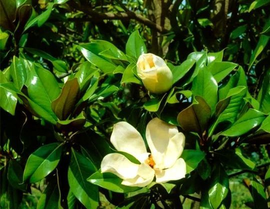 Magnolia Grandiflora la Ghiveci