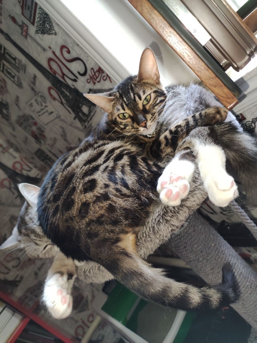 Бенгальская кошка кизбола