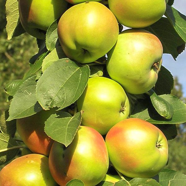 Саженцы плодовых деревьев - яблони, груши, абрикос, персик,черешня, и