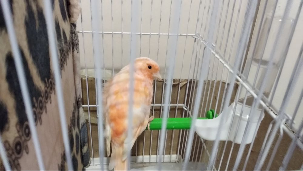 Канарейка мода шмель