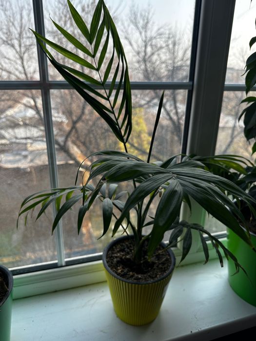 Цветы очищающие воздух живые