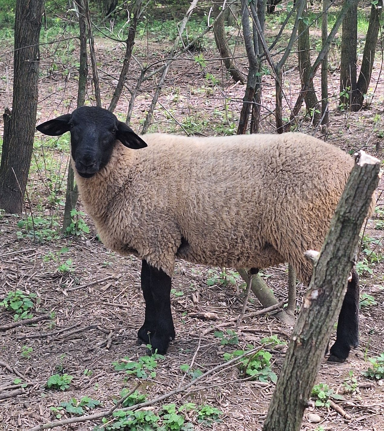 Vând Berbec din rasa Suffolk în vârstă de 5 luni