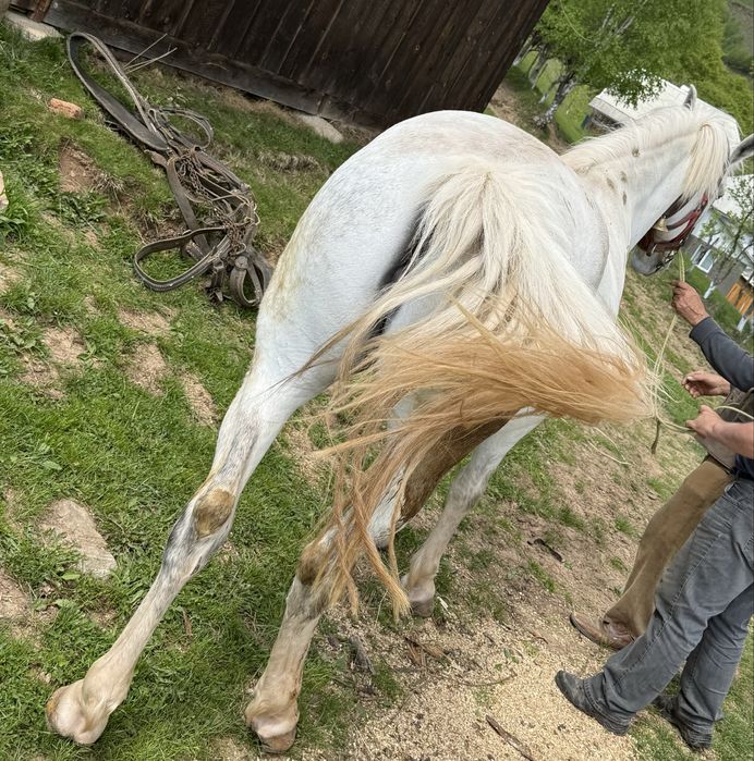 Vând Iapă de 6 ani foarte blândă și cuminte