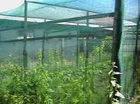 IMPORTATOR: Plasa 50%Umbrire 6x50m=570lei, Tratata UV, Tiv+Ochiuri