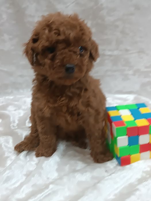 Той пудель.мальчик