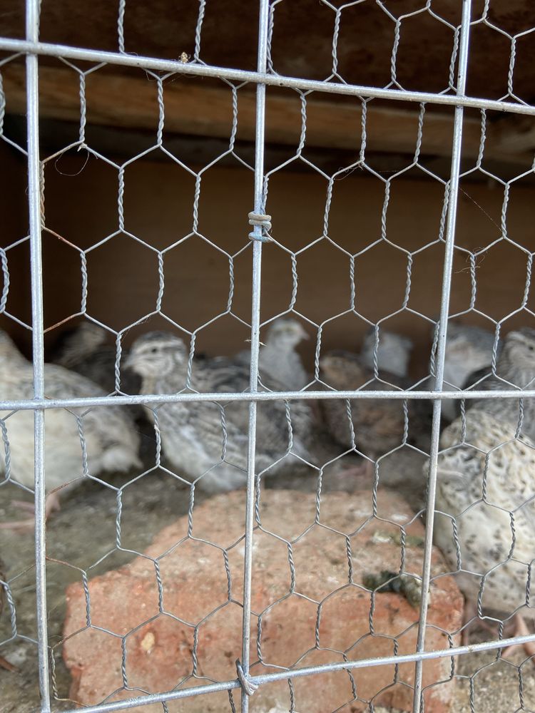 Продавам домашни зайци и падпъдъци на различна възрастт