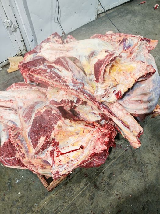 Мясо говядины конины