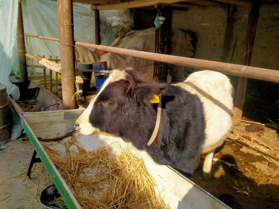 Бука бор сотилади