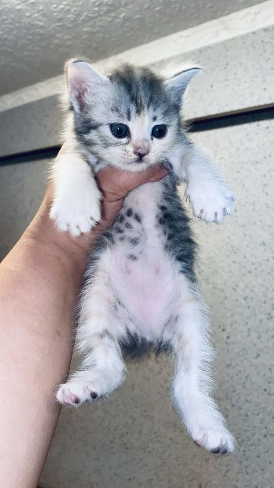 Скотиш страйт полтара месячные