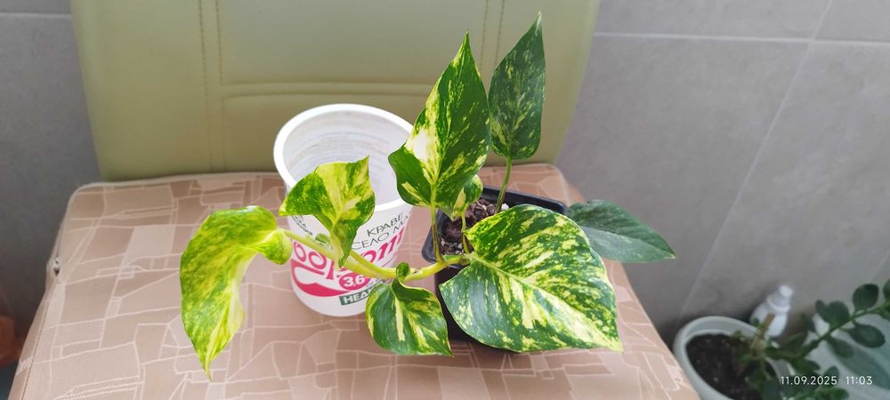 Филодендрон (Philodendron) / Сингониум (Syngonium)