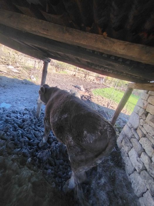 Мъжко теле месодайно