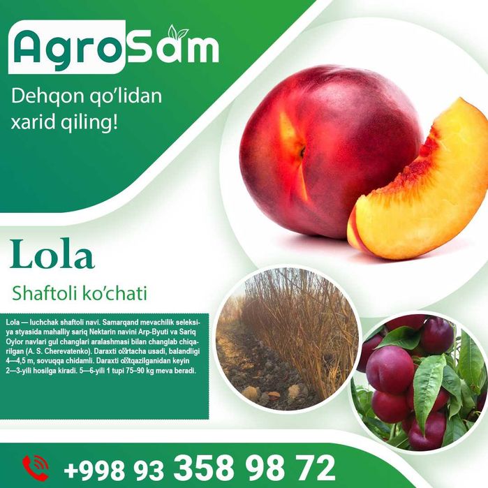 Олма Гилос Шафтоли Узум кўчатлари