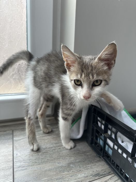 Търси се дом за мъничко котенце (около 2 месеца)