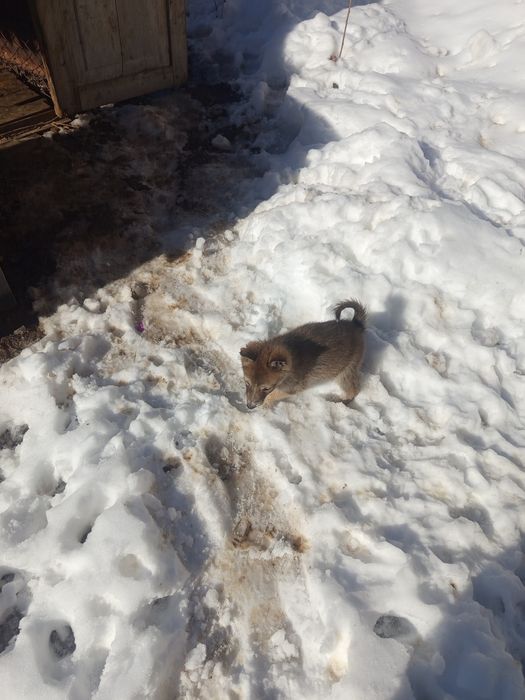 Продам шинков лайки