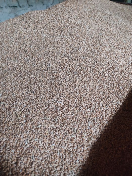 Vând porumb, grâu și triticale de calitate