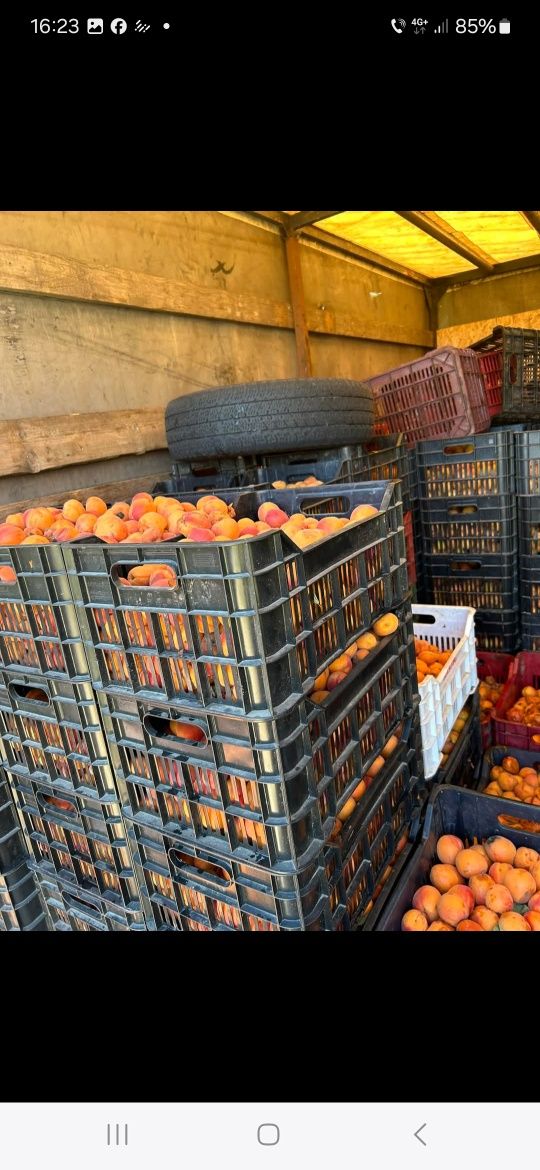 Vând caise ,producție proprie ,pentru țuică, pălincă (nu sunt pentru c