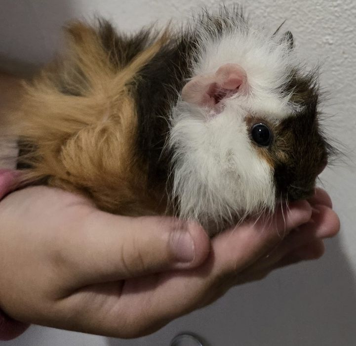 Porcusori de guineea