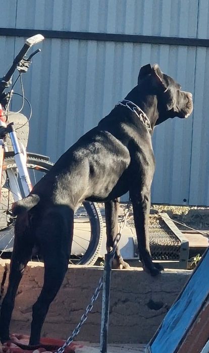 Отдам в добрые руки Кане Корсе.