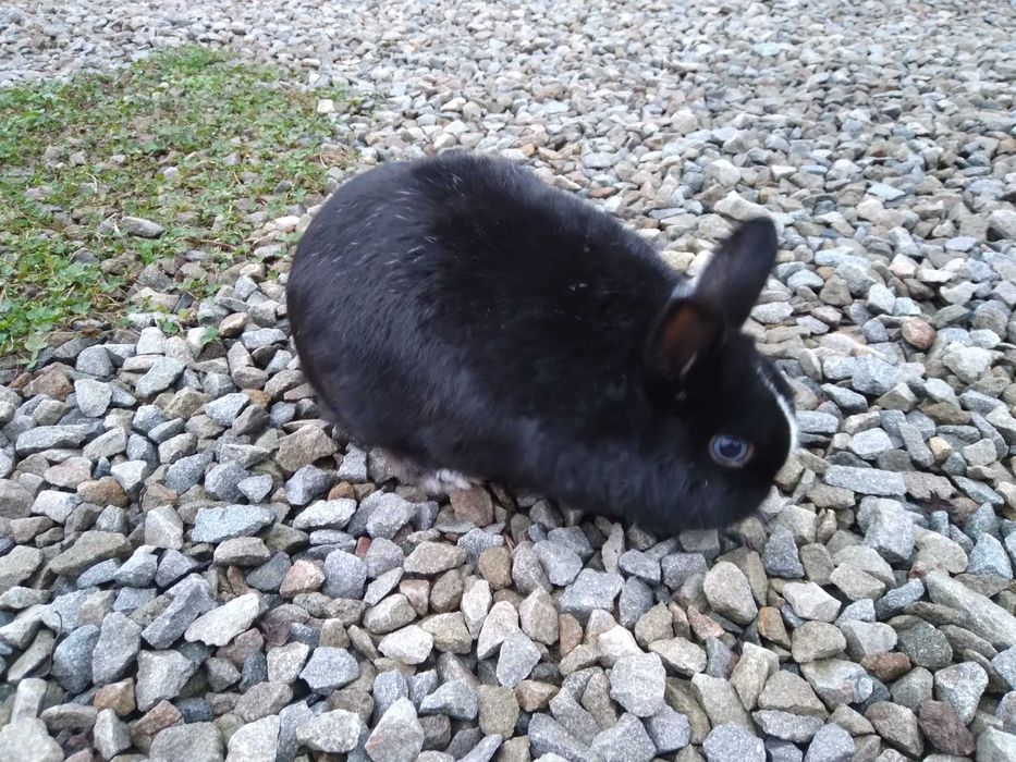 Iepurași de vanzare.