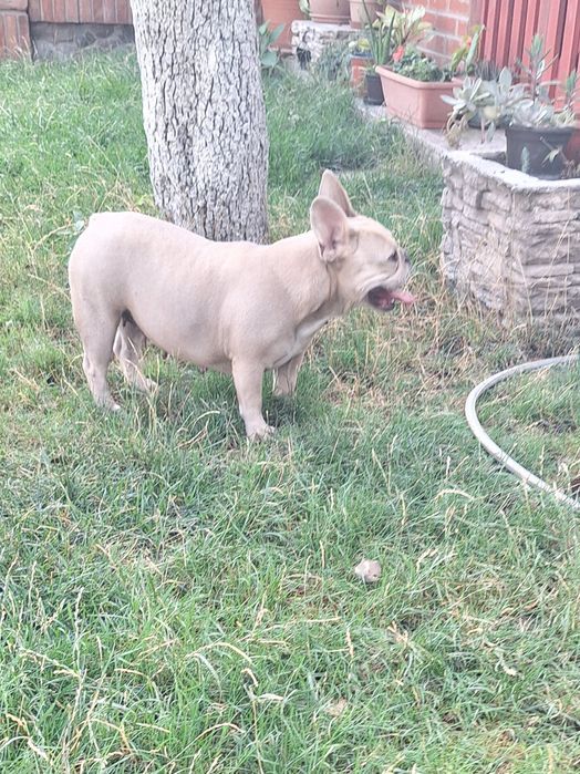 Bulldog francez femela