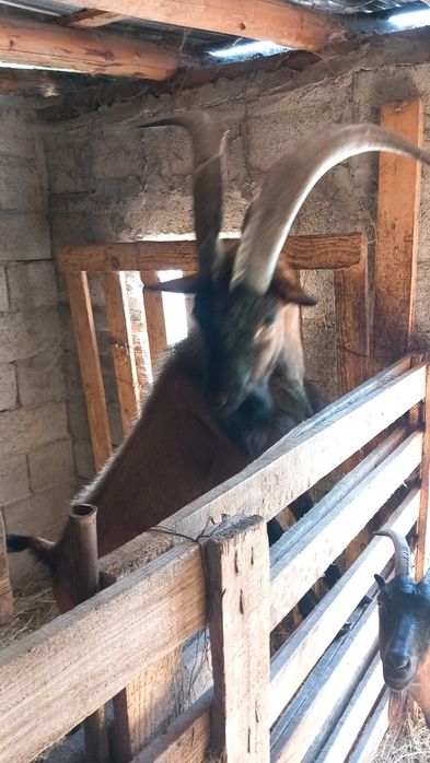 Țap Alpin francez rasă pură din gemeni