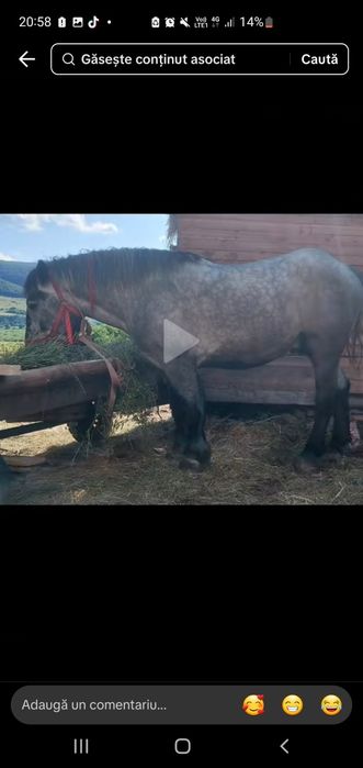 Vând  schimb harmasar de 4 ani