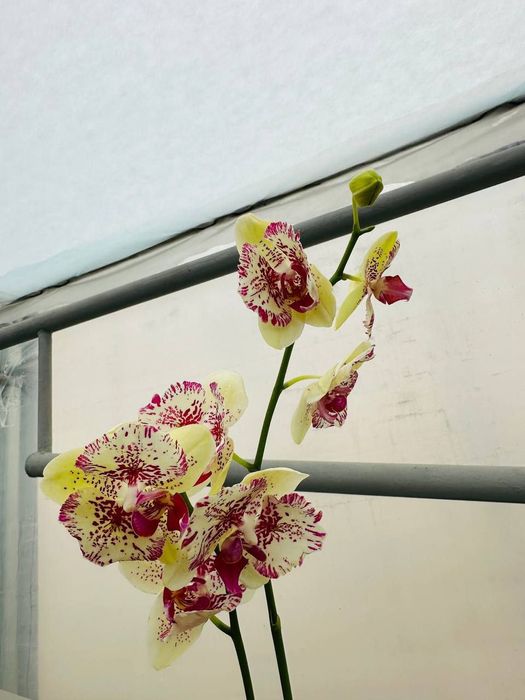 Продам орхидею фаленопсис.