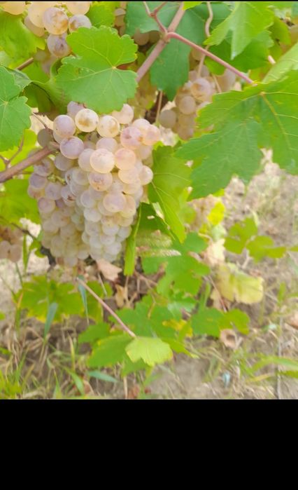 Butasi de vită de vie de anul 2 și de 3