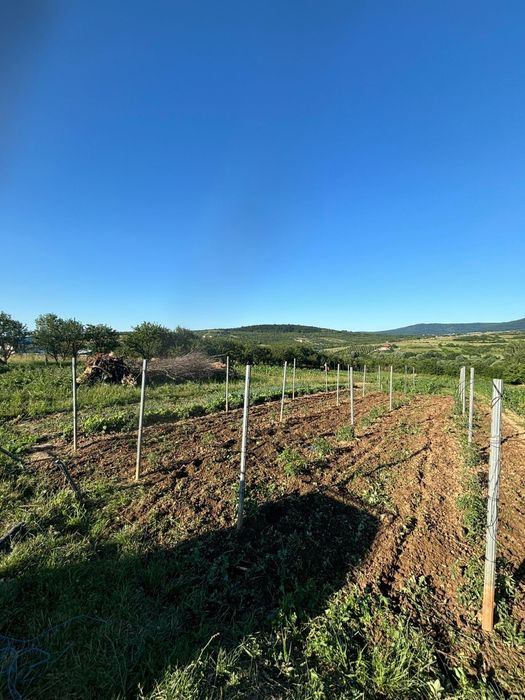 Vând stâlpi/spalieri aprope noi