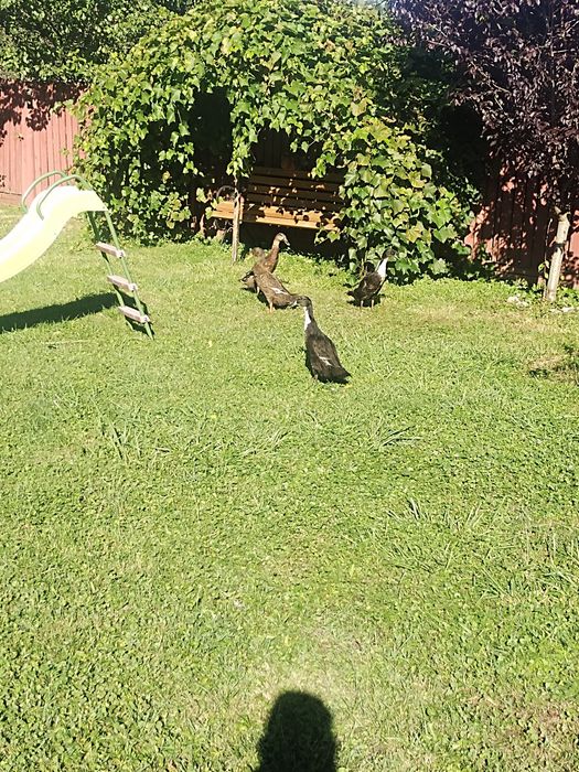 Rațe indiene din 2025