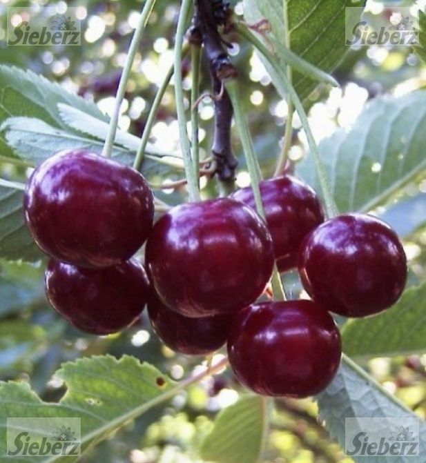 Pomi fructiferi  pitici soiuri de visin dwarf