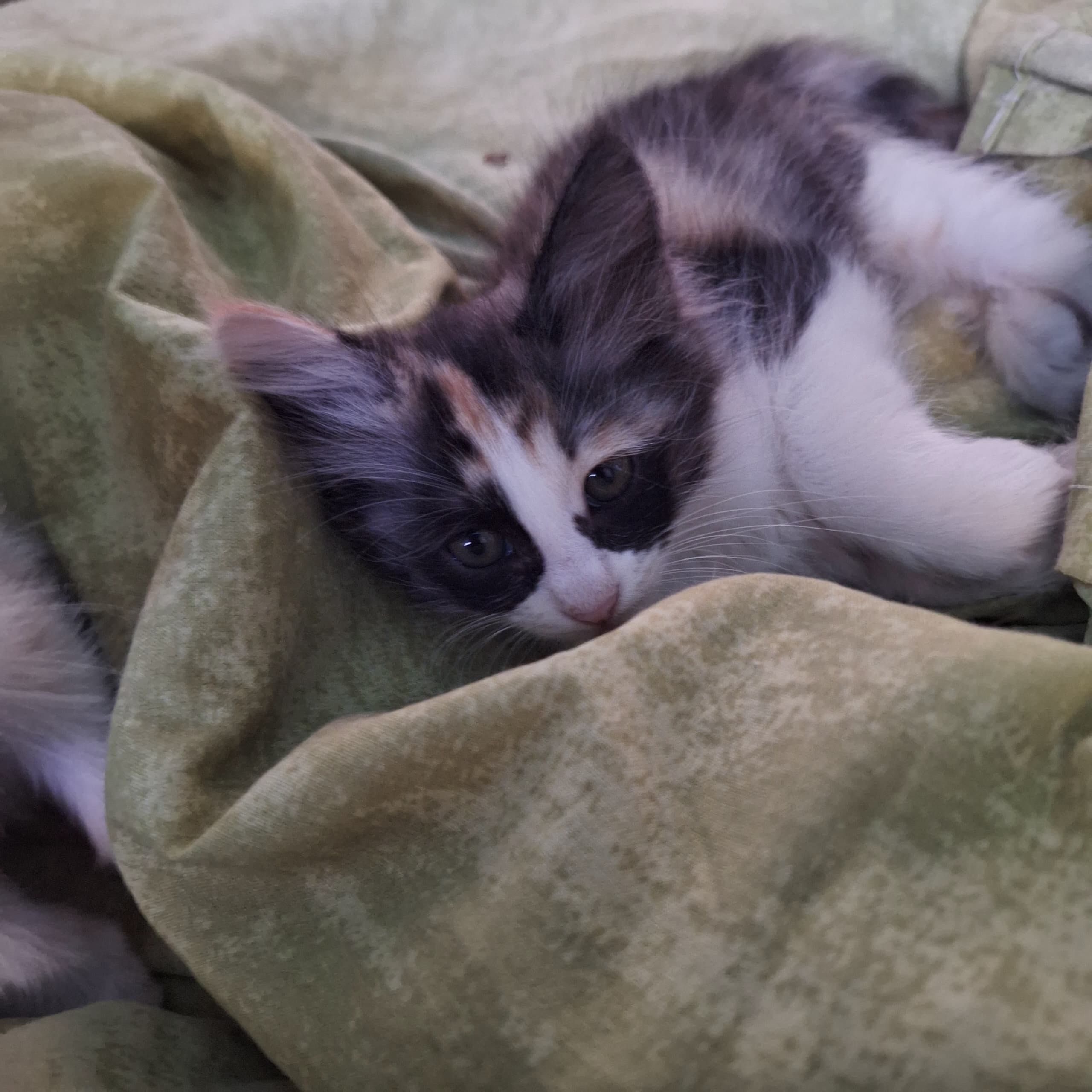 Отдам котят в добрые руки