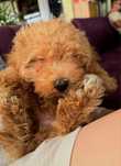 Băiețel Maltipoo Mini Toy Teacup (Maltez si Pudel) 2 luni