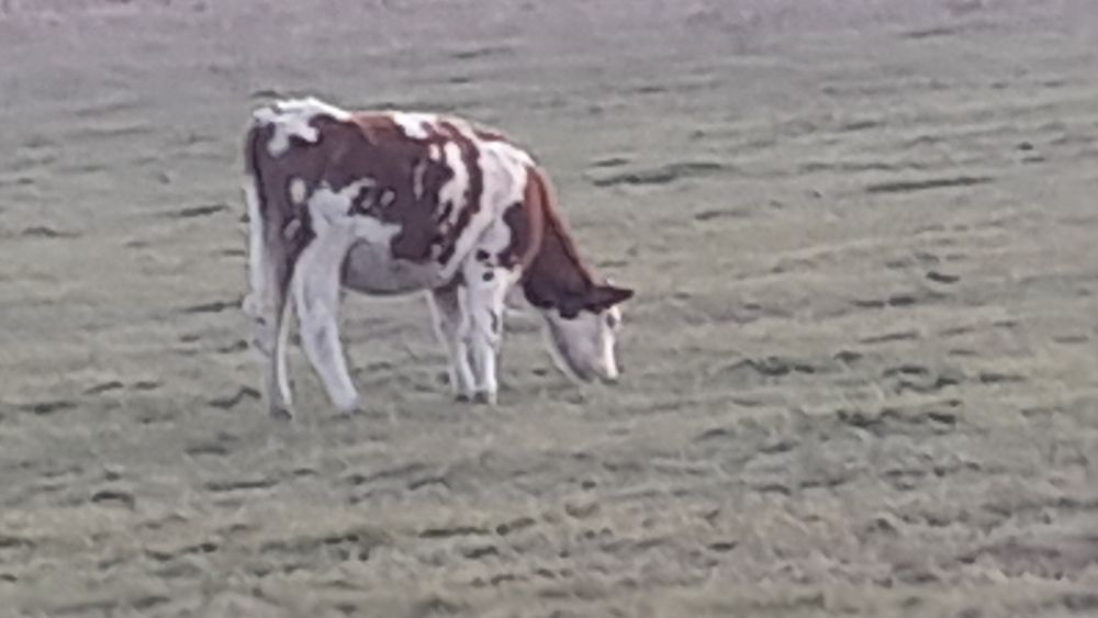 Balțată Românească 4900bucata