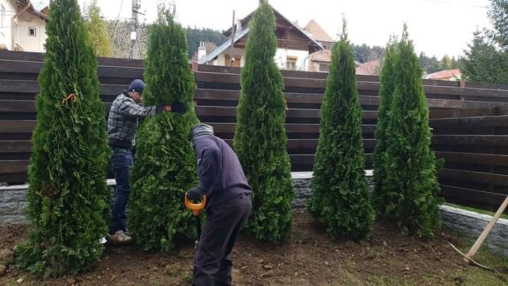 Vând tuia thuja smaragd verde persil