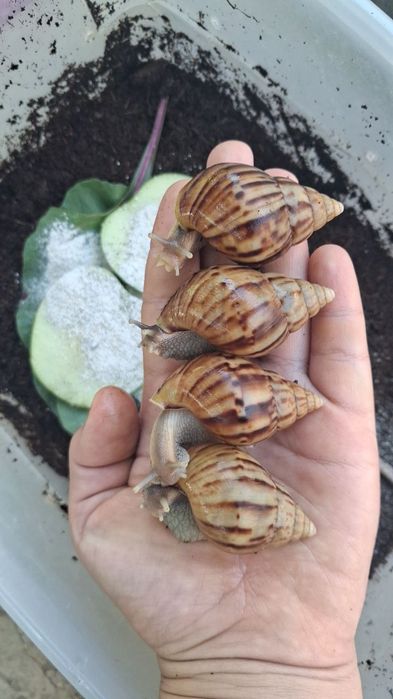 Namangan ulitka kafolati bilan