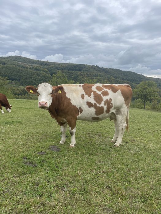 Vând 3 vaci bune de lapte