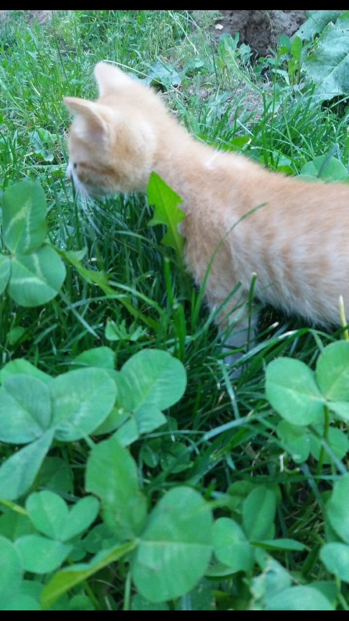 Котёнок по имени МАРТИК. Оранжевый. Домашний. Мальчик. 1000 тн.