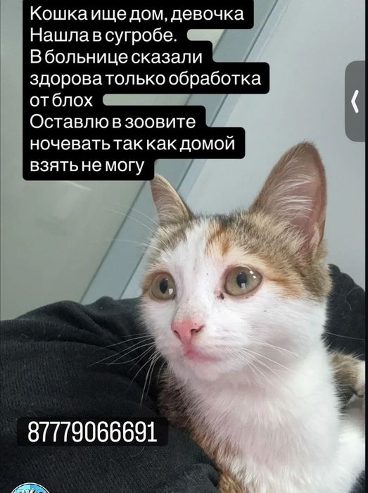 Отдам в добрые руки