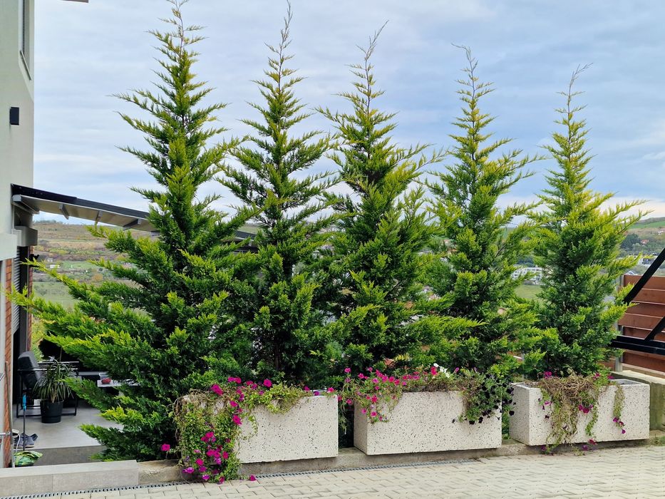 Leylandii / Prunus Laurocerasus / Photinia / Gard viu