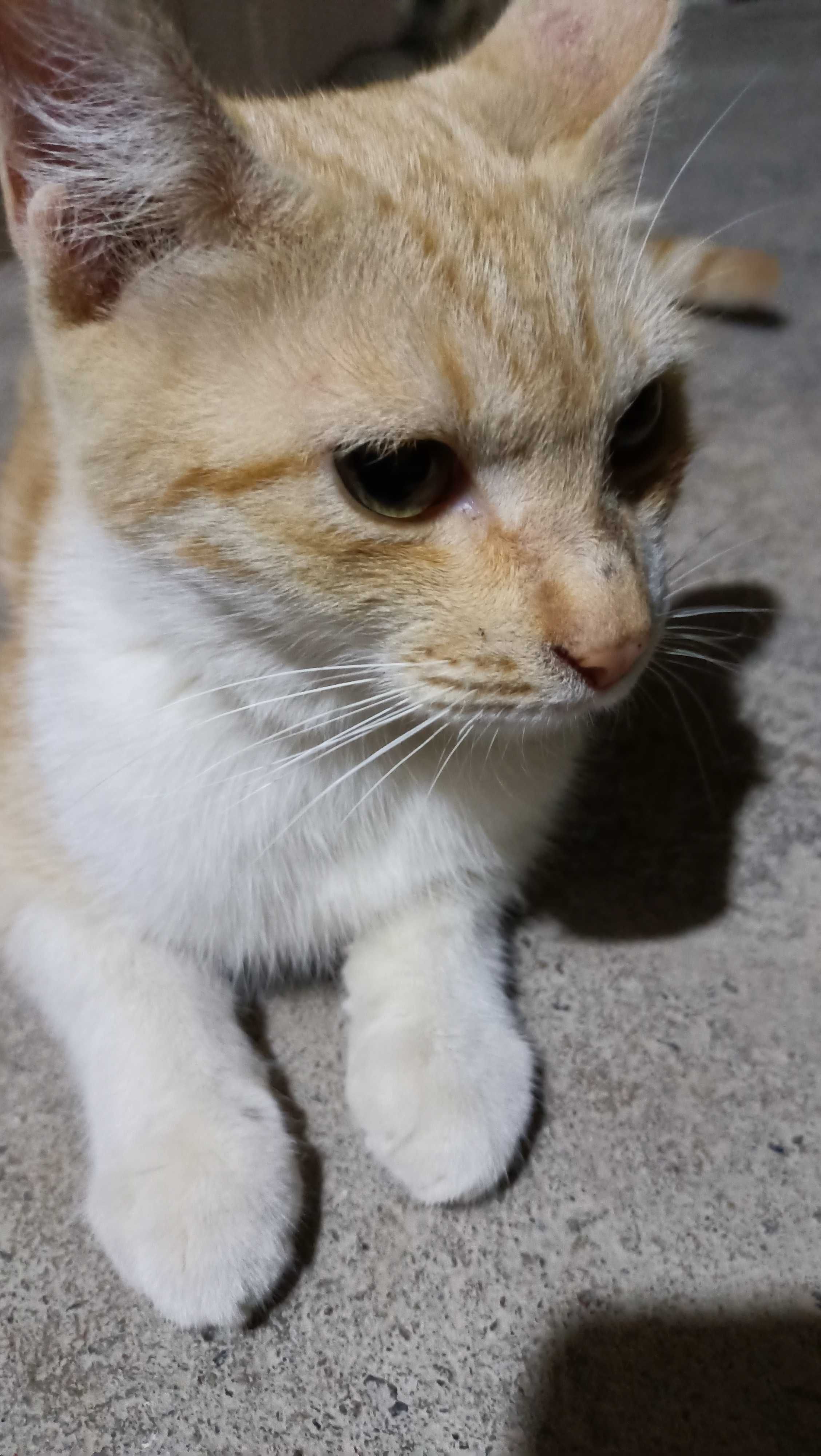 Отдам в добрые руки котят