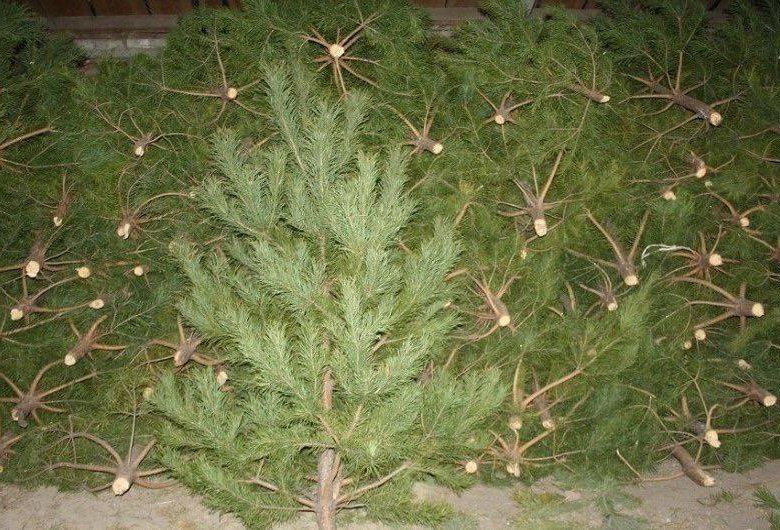 Новогодняя живая елка