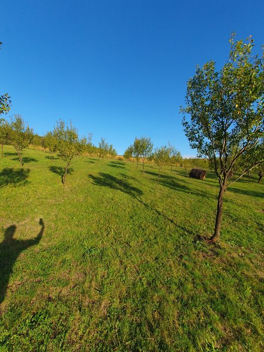 Livada de pomi tineri