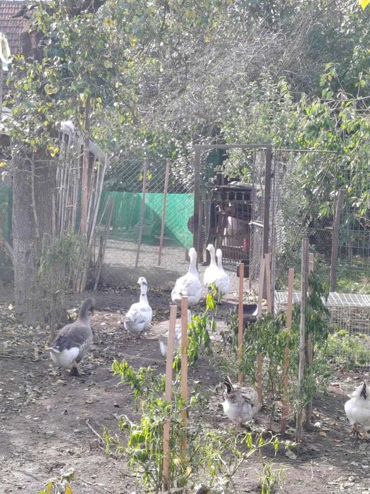 vand gaste bine ingrijite