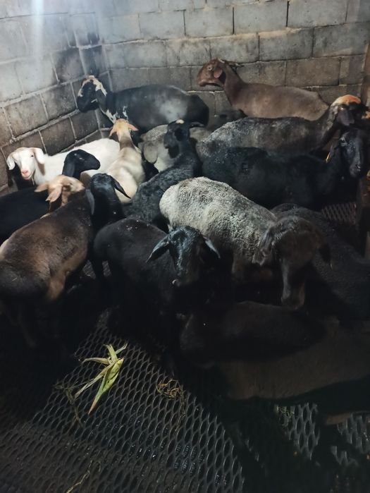 Продаются бараны жирные