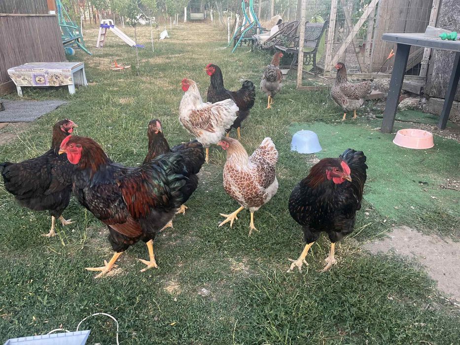 Wiandotte 6 luni Oferta