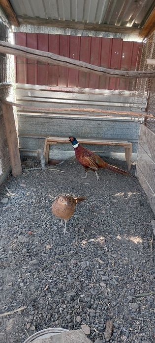 Продам фазанов  .