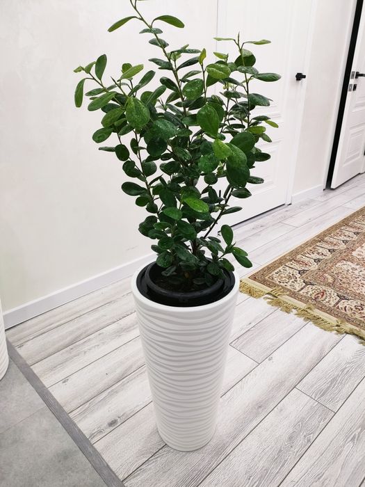 Комнатные растения. Доставка